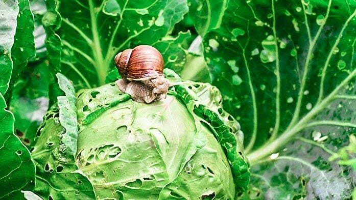 Schnecken im Garten loswerden