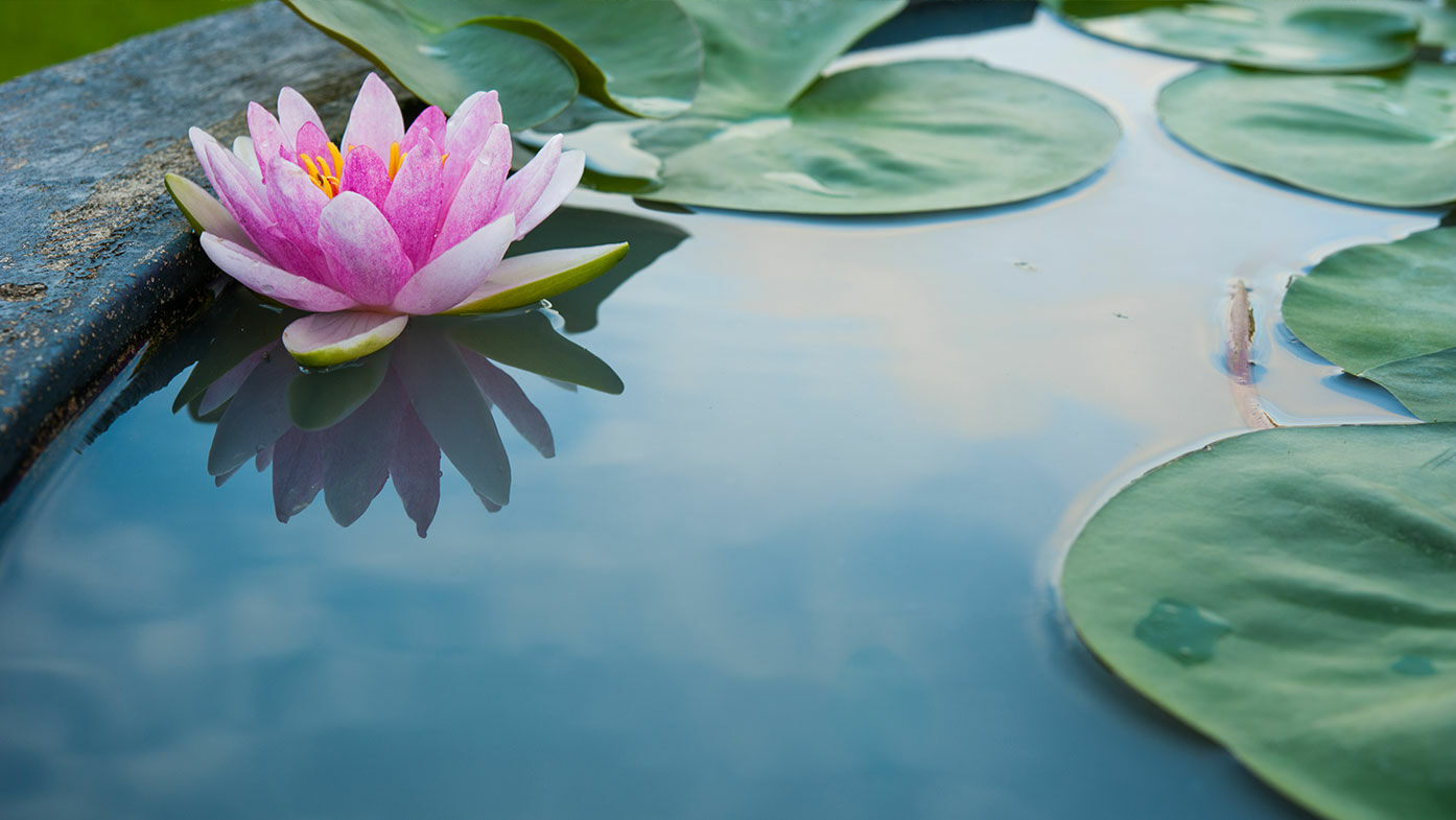 Teich mit Seerose