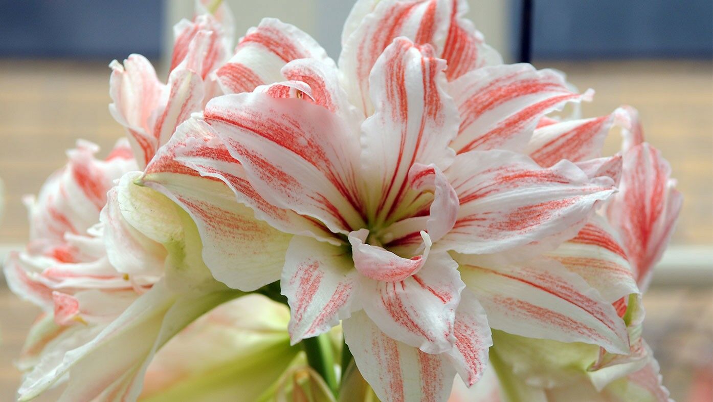 Rosa Amaryllis