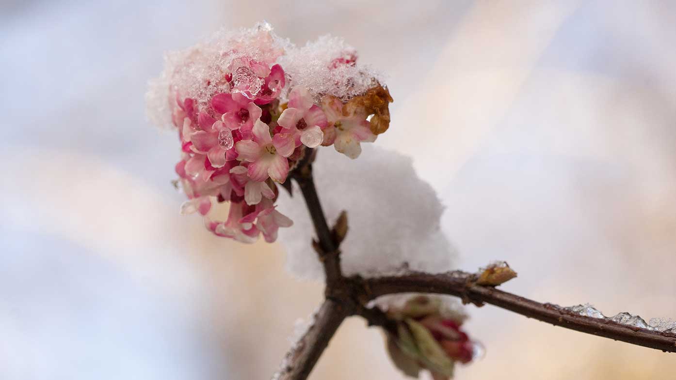 der duftende Winter-Schneeball