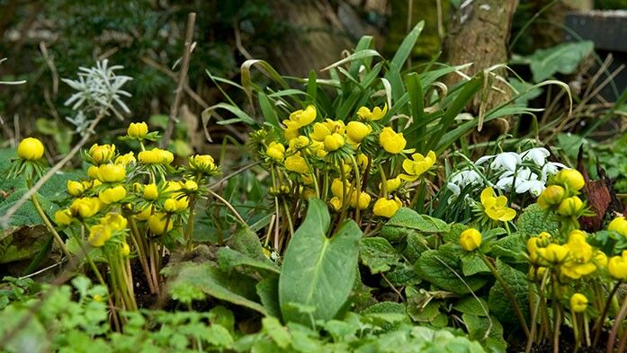 Winterlinge zwischen Stauden