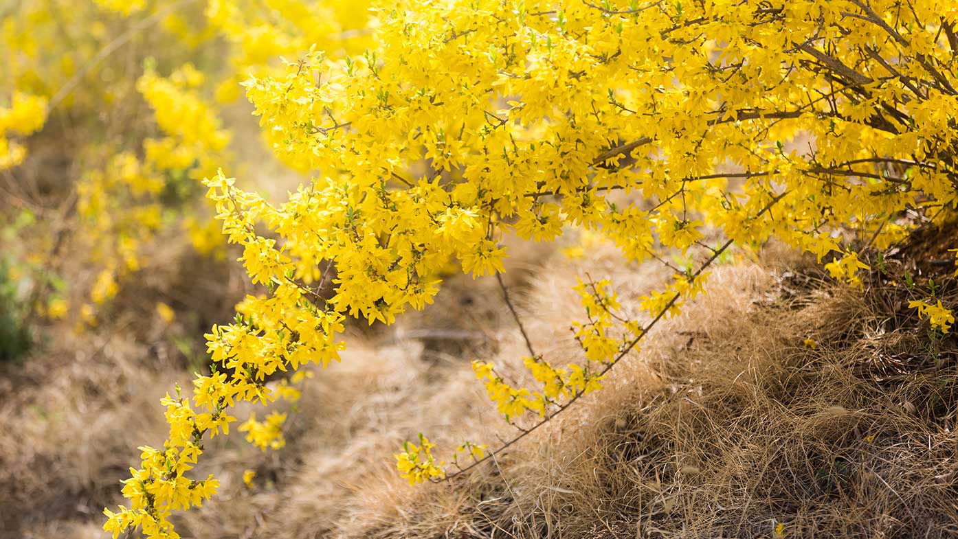 gelbblühender Winterjasmin 