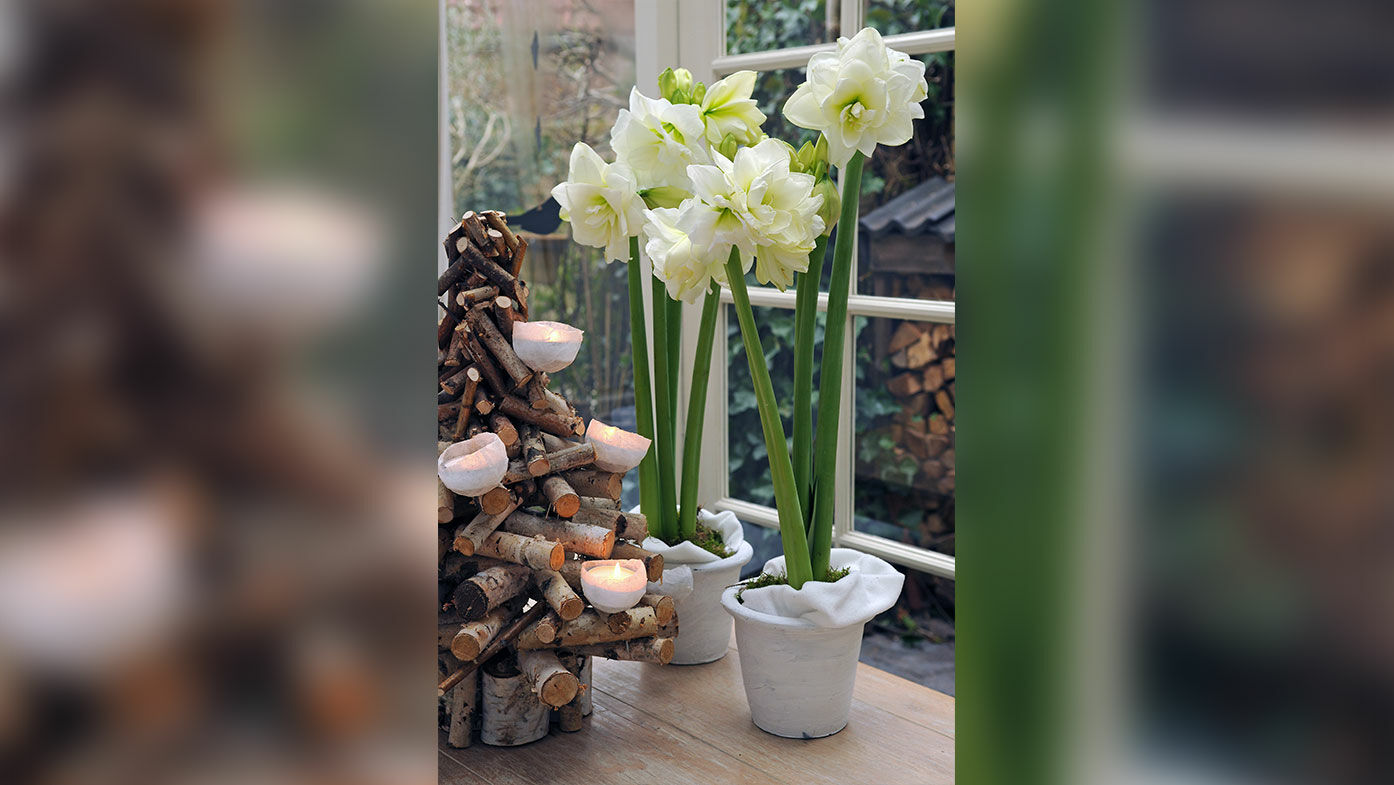 Weiße Amaryllis im Topf