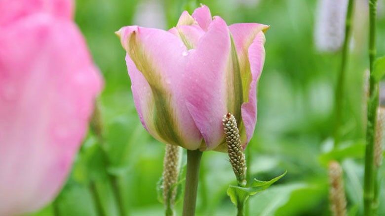 Viridiflora Tulpe Grönland