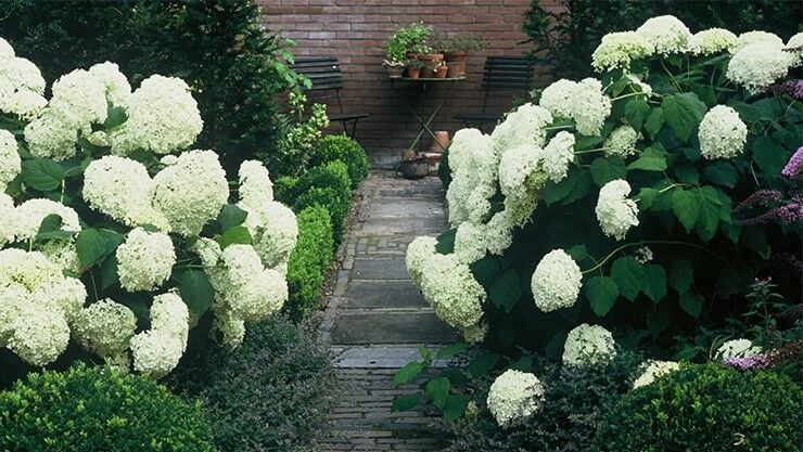 Hortensie Annabelle