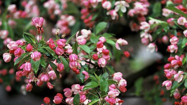 Zierapfel als schönes Gehölz im Garten