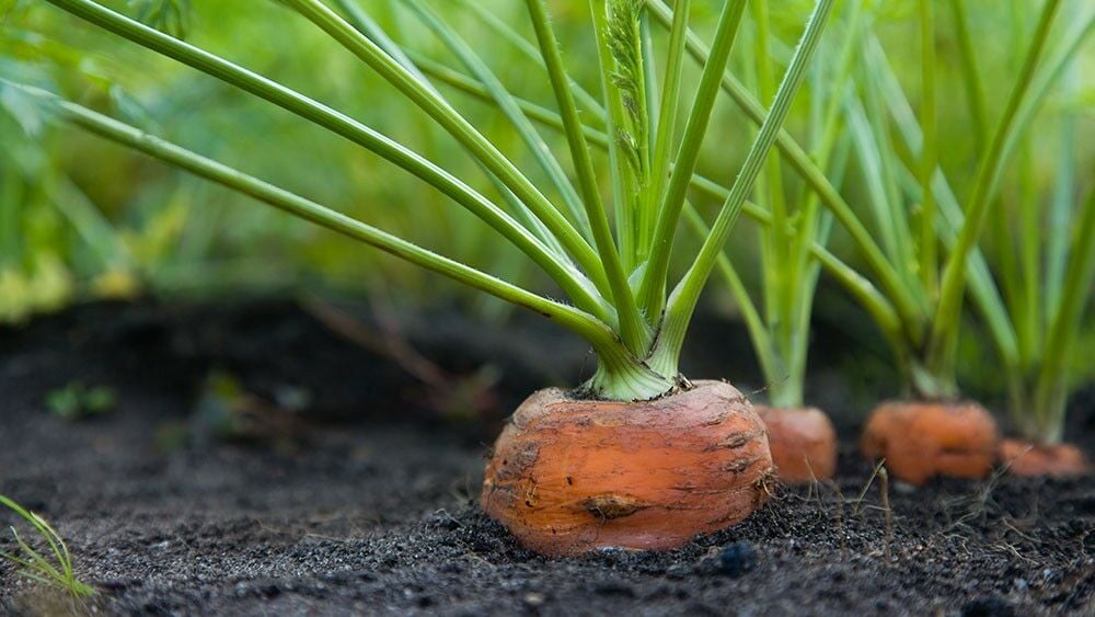 Möhren im Beet