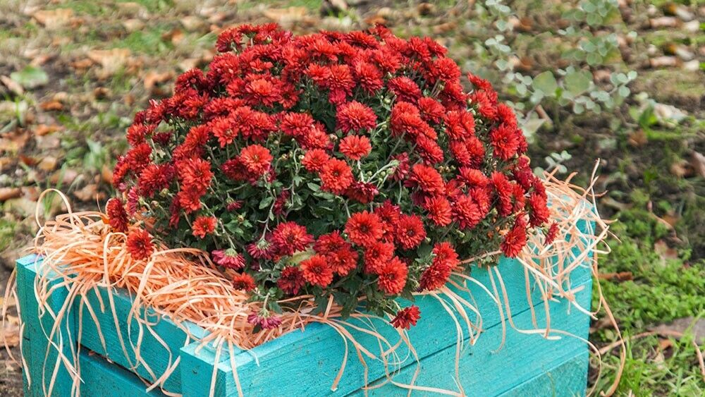 Rote Chrysanthemen