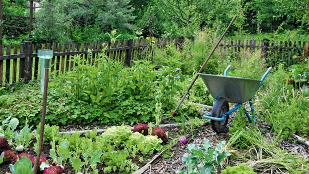 Schubkarre im Gemüsegarten