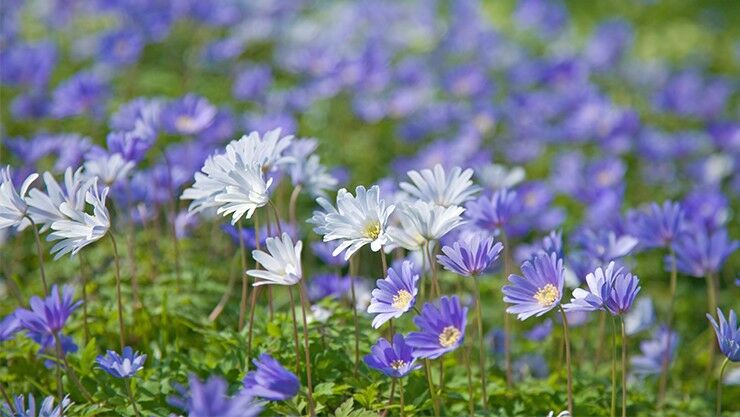 Die Knollen der Strahlen-Anemone (Anemone blanda) sind runzelig und trocken