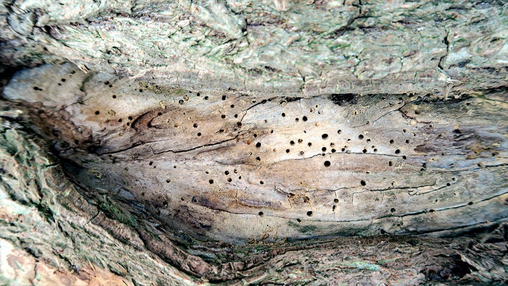 Stamm mit Insektenlöchern