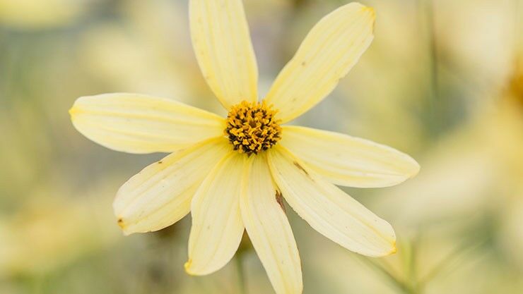 Coreopsis Moonbeam im August