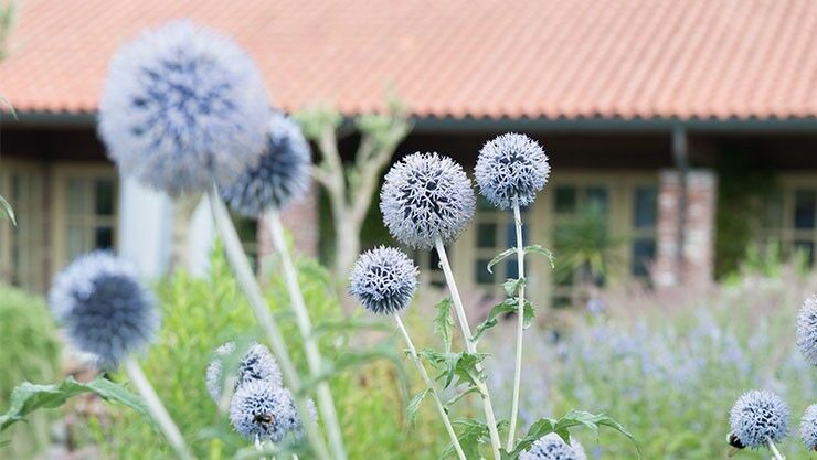 Echinops im August