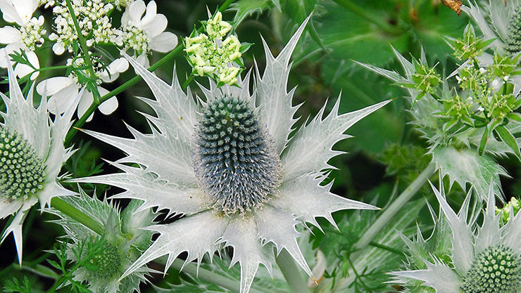 Eryngium Giganteum im August