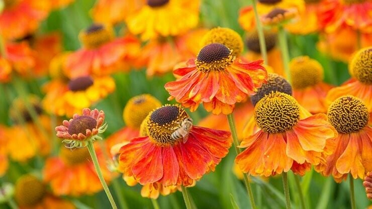 Helenium im August