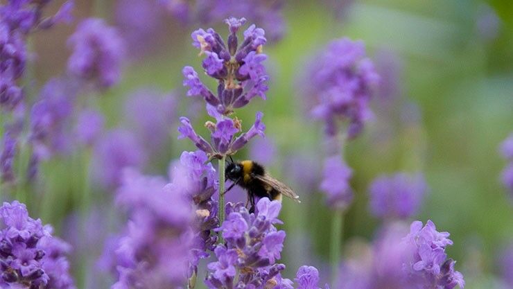 Lavendel im August