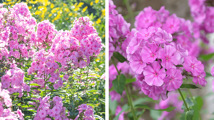 Hoher Phlox im August