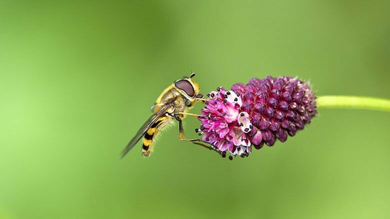 Die Schwebfliege (Syrphidae)