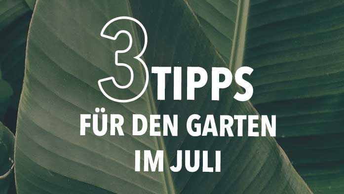 3 Tipps für den Garten im Juli