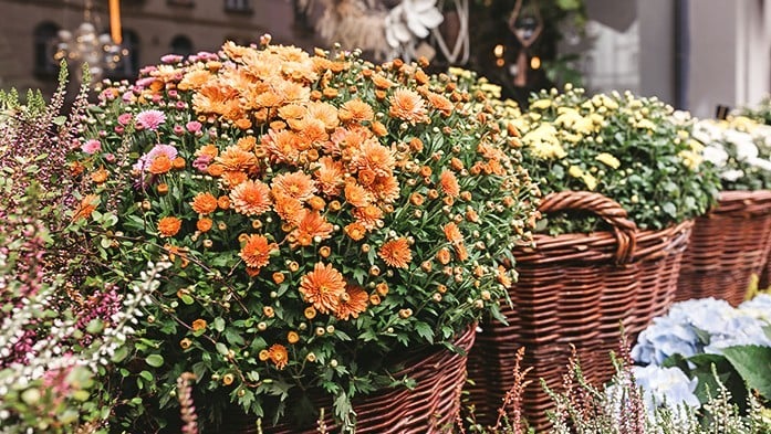 Chrysanthemen im Korb