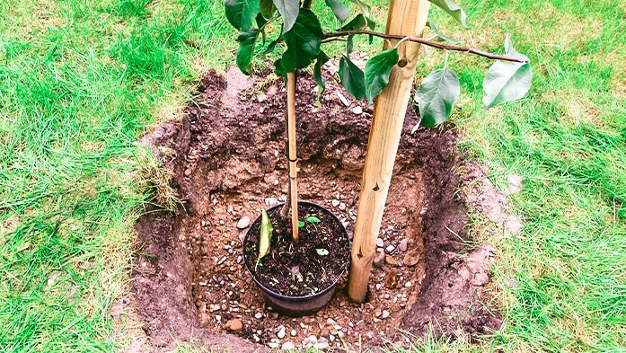 Obstbaum pflanzen