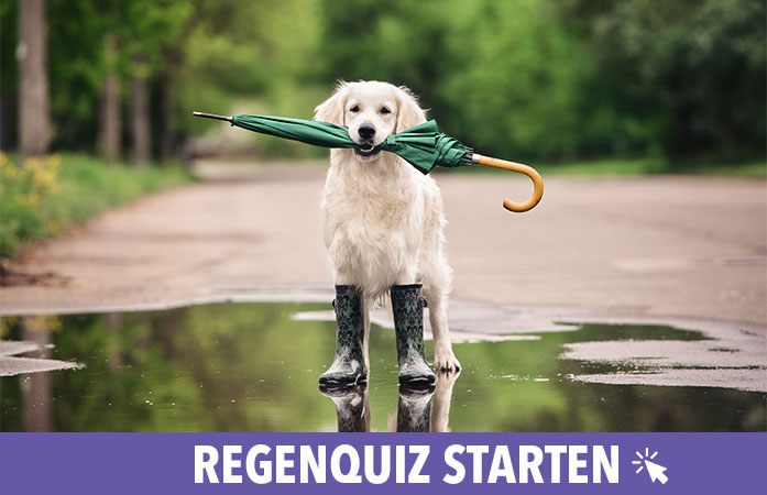 Regenquiz starten