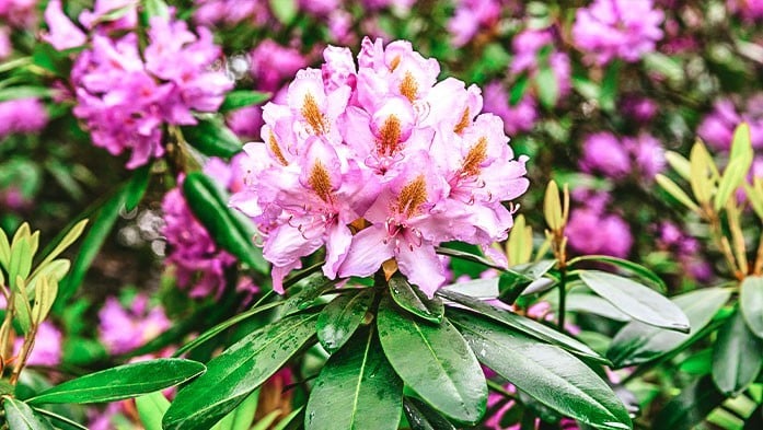 Rhododendron