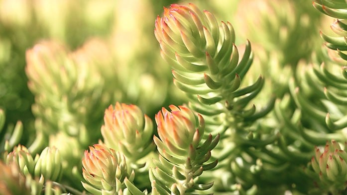 Sedum in gelb