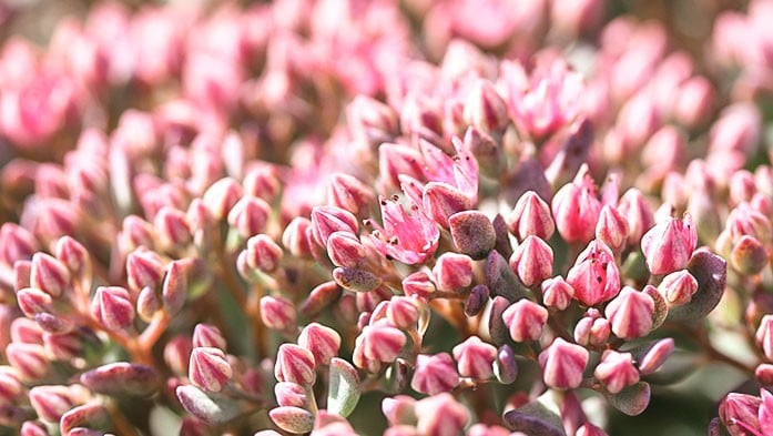 Sedum Elegans in rosa