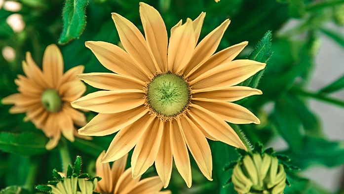 Rudbeckia