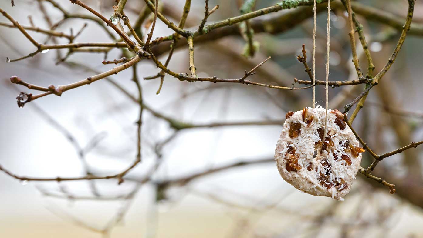 Weichfutter für Amsel, Drossel, Rotkehlchen, Heckenbraunelle, Wintergoldhähnchen, Zaunkönig und Star