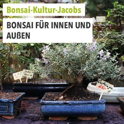 Bonsai Aussteller