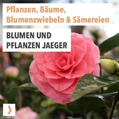 Blumen und Pflanzen Jaeger