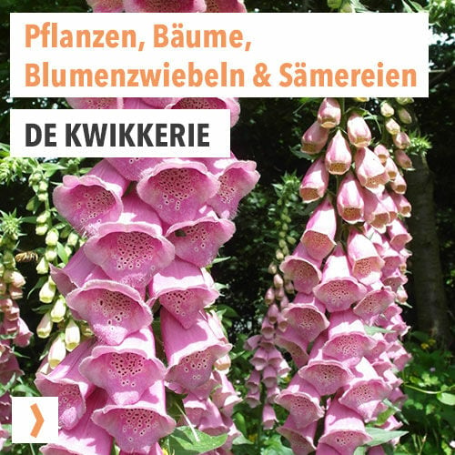 De Kwikkerie