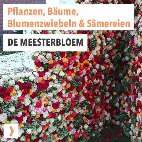 De Meesterbloem