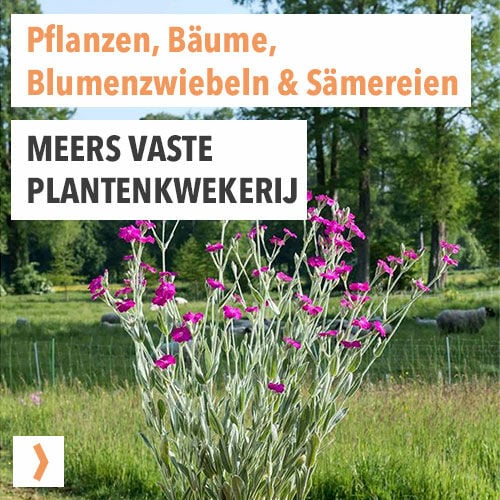 Meers Vaste Plantenkwekerij