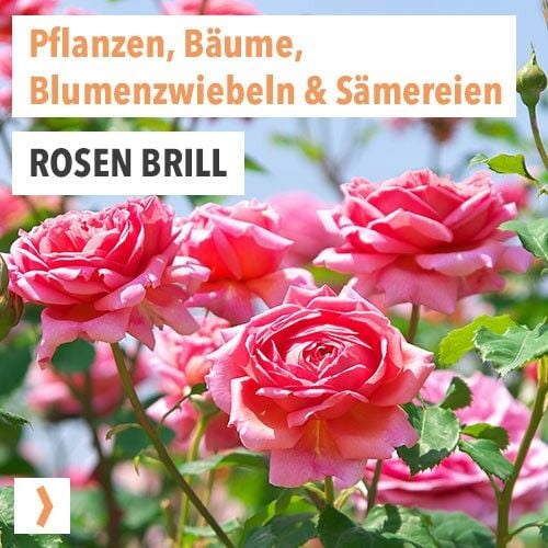 Rosen Brill