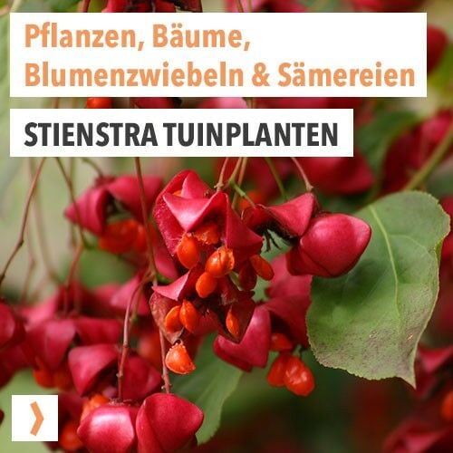 Stienstra tuinplanten