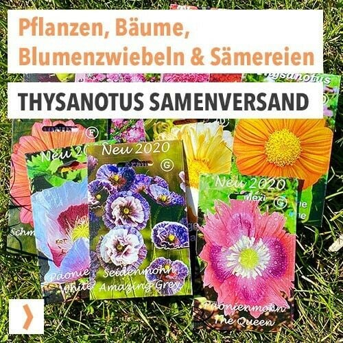 Thysanotus Samenversand