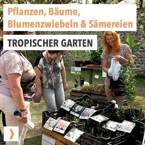 Tropischer Garten